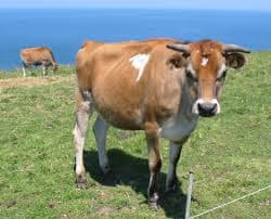 Jersey Cow